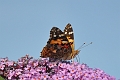PAINTED LADY BUTTERFLY-6